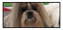 Daholu CHS Shih-tzu 